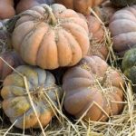 Squash Seeds – Musquee de Provence