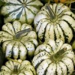 Squash & Pumpkin (Organic) Seeds – Sweet Dumpling