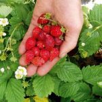 Strawberry Seeds – Regina