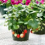 Strawberry Seeds – F1 Temptation