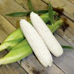 Sweet Corn – Mirai White