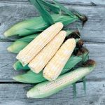 Sweet Corn Seeds – Double Standard