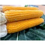 Sweet Corn Seeds – Snobaby F1
