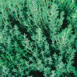 Herb Seed – Thyme Common