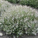 Herb Seed – Thyme Orange-Scented