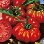 Tomato (Organic) Seeds – Costoluto Fiorentino