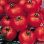 Grafted Tomato Plant – F1 Shirley