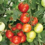 Grafted Tomato Plant – Moneymaker