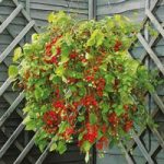 Tomato Seeds – Hundreds and Thousands