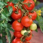 Tomato Seeds – Alicante