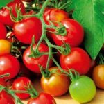 Tomato Seeds – Red Alert
