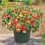 Tomato Seeds – F1 Tumbler