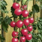 Tomato Seeds – F1 Pink Baby Plum