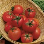 Tomato Seeds – Tamina
