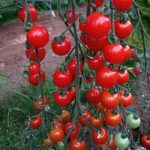 Tomato Seeds – Sweet Aperitif