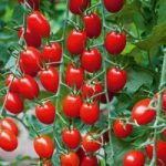Grafted Tomato Plants – F1 Aviditas