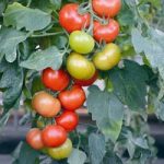 Grafted Tomato Plant – F1 Crimson Crush