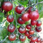 Tomato Seeds – Rosella