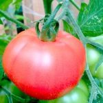Tomato Seeds – Heinz 1370