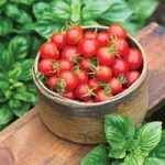 Tomato Seeds – F1 Baby Boomer