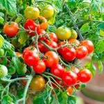 Tomato Plants – Tumbling Bella