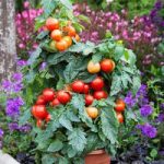 Tomato Plants – F1 Summerlast