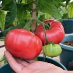 Tomato Seeds – F1 Crimson Blush