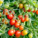 Tomato (Organic) Seeds – Koralik F1