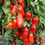 Tomato Seeds – San Marzano 2