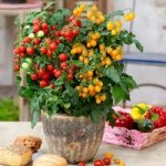 Tomato Plant – Sweet & Sturdy