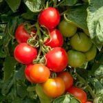 Tomato Seeds – Crimson Cocktail F1