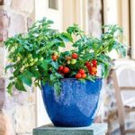 Tomato Plant – Veranda Red