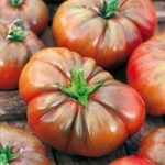 Tomato Grafted Noir De Crimee (3)