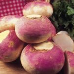 Turnip Seeds – Purple Top Milan