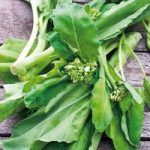 Wok Broc (Chinese Broccoli) Seeds – Kichi