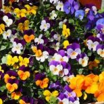 Viola Plants –  Pot Pourri Mixed
