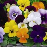 Viola Plants – Sorbet XP Mixed