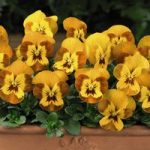 Viola Plants – F1 Sorbet Honeybee