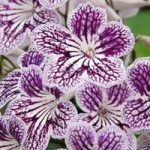 Streptocarpus Plant – Polka Dot Purple