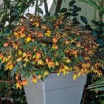 Begonia Groovy Mellow Yellow