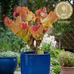 Cercis Canadensis ?Eternal Flame?®
